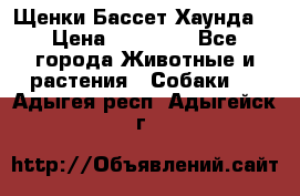 Щенки Бассет Хаунда  › Цена ­ 25 000 - Все города Животные и растения » Собаки   . Адыгея респ.,Адыгейск г.